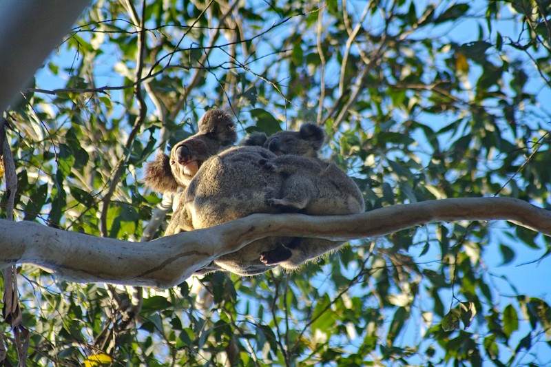 2009-11-06 22-04-58_1.jpg - Auf dem Rückweg hat Inga doch tatsächlich, bei ca. 60 Km/h, diese Koalas im Baum entdeckt... scharf gebremst, und zurück! Die einzigen wilden Koalas auf dieser Reise... (mal abgesehen von dem kranken auf Magnetic Island, den auch nur ich gesehen hatte)